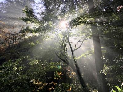 木漏れ日が綺麗な朝の東慶寺