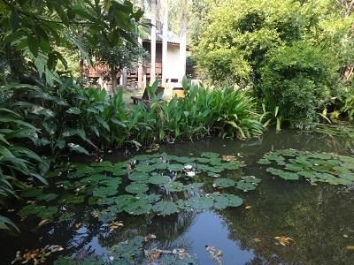 バンガローのテラスから見たロータスの池