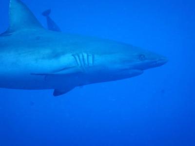 ここに潜るためにパラオへ！