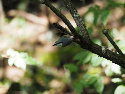 気軽な野鳥水場観察に最適