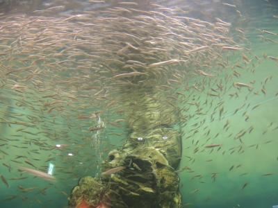 琵琶湖の色々な魚が楽しめる