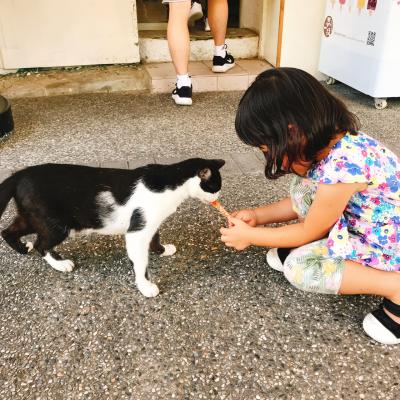 ＜再訪＞夏の日中は猫が少ないです