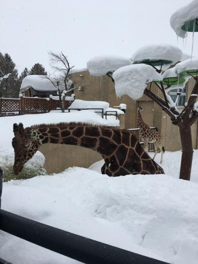 雪の旭山動物園
