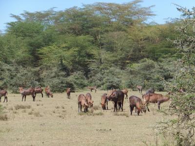 キリン以外にもいろいろな動物がいます