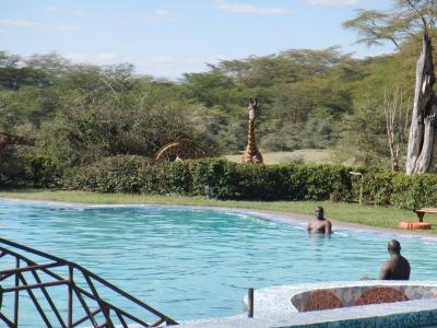 プールサイドにはキリンが一杯