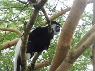 最初にこの猿が迎えてくれました