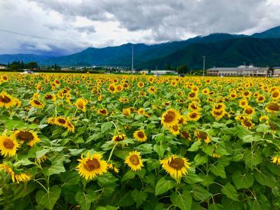 北アルプスの常念岳をバックに、満開のひまわり畑に感動！