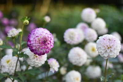 見応えのあるダリア園