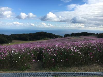 コスモスがすごく綺麗