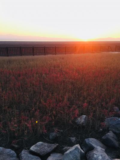 晩秋の真紅のシチメンソウは綺麗ですよ