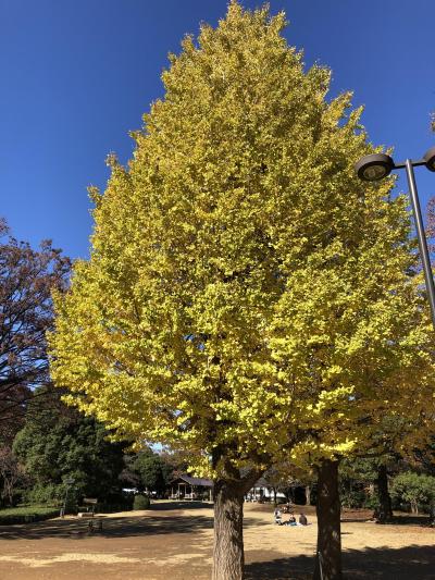 都会の中の落ち着く公園