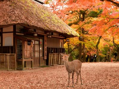 奈良の紅葉を見るなら絶対に此処。