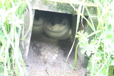 ブルー ペンギン コロニー 