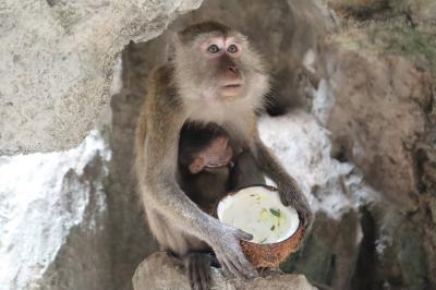 猿がたくさん！