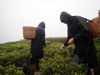 土砂降りの中の茶摘み