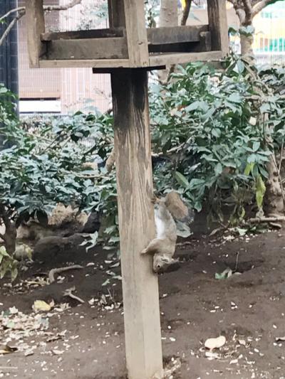 動物園のリスが可愛い