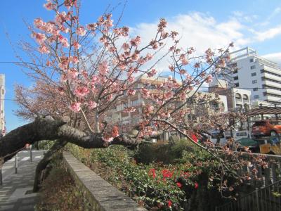 1月１８日もう熱海桜が咲いています。