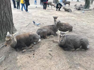 奈良の鹿さんたち