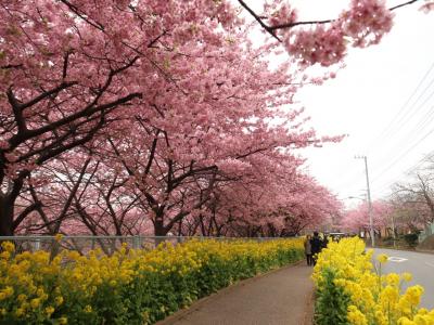 河津桜と菜の花の競演は伊豆以上