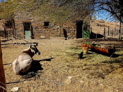 …鶏やオリックスが家畜として飼われている庭もありました。