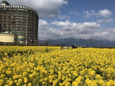 菜の花畑の時期はほんとうにおすすめ！