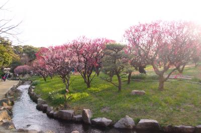 万博公園の梅祭り