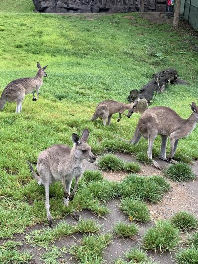 コアラを抱っこできます