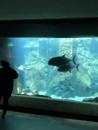 シニア割引きがありました