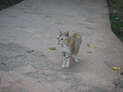 猫や犬もいます