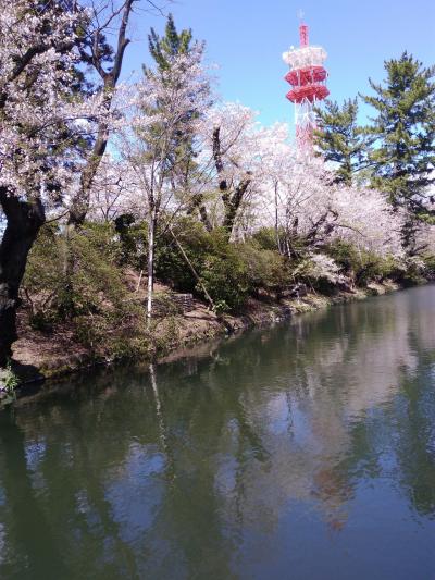 終わり間近のお堀の桜