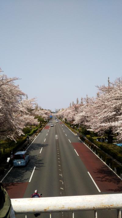 桜の大学通り