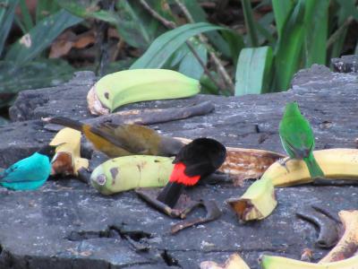 エサ台に集まる鳥たち