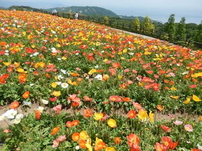 ポピーが奇麗でした！