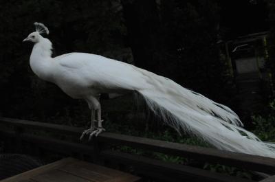 日本庭園で飼われている白孔雀。