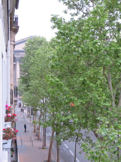 街路樹でマドレーヌ寺院が見えません
