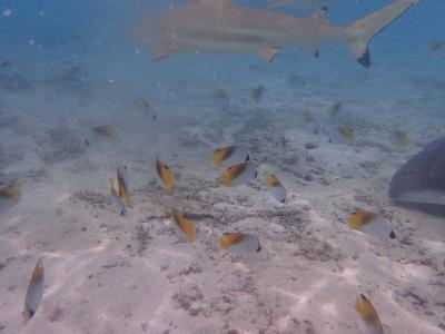 シャークと泳いで…