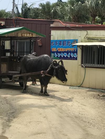 パワフルだけどのんびりな水牛さん