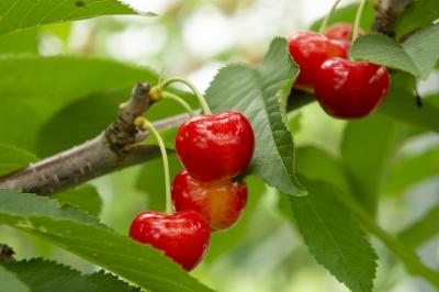 山寺に近い観光果樹園で地元の方に人気のスポット