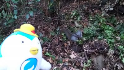 おまけ　駅で遭遇したリスさん♪