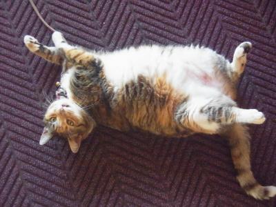 いつもフロントに鎮座している猫の「マイリー」君