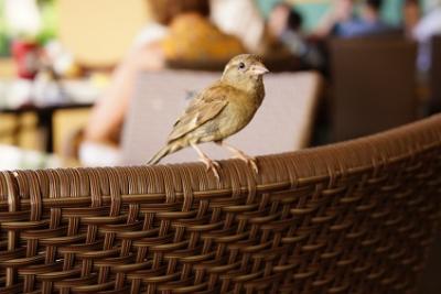 キンカメホテルの朝食会場