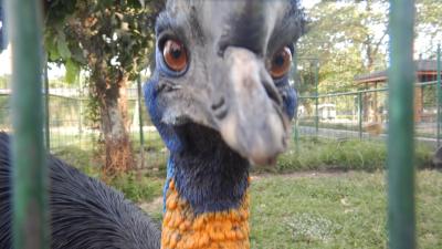 ヒクイドリが見れる！