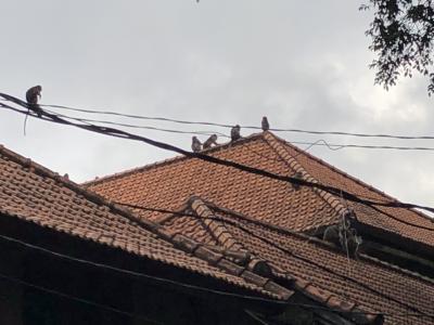 猿が怖くて(^◇^;)