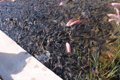 ラグーンにはたくさんの魚。餌をあげる事ができます。