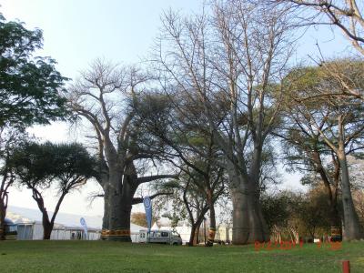 庭のバオバブの木