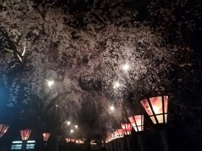 夜桜を観に