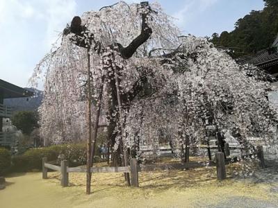 桜が綺麗