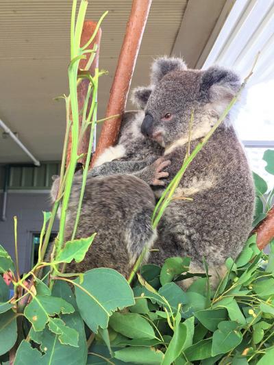 オーストラリアの動物を集めた屋内動物園