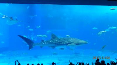 巨大なジンベイザメは一見の価値あり