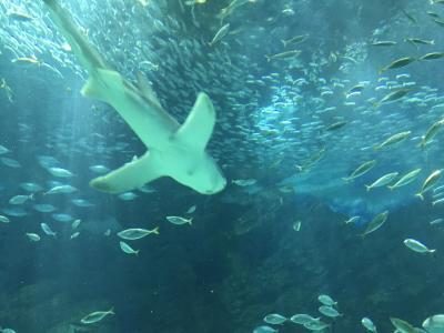 大人も楽しい水族館